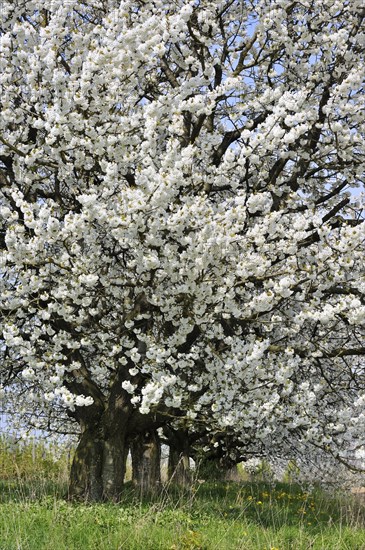 Orchard with cherry trees blossoming