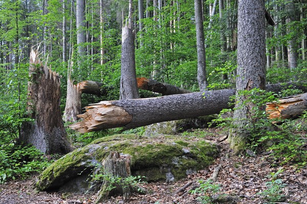 Broken tree trunks