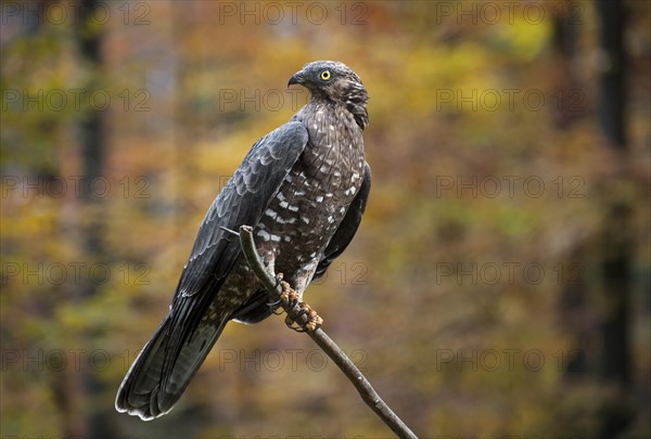 European Honey Buzzard