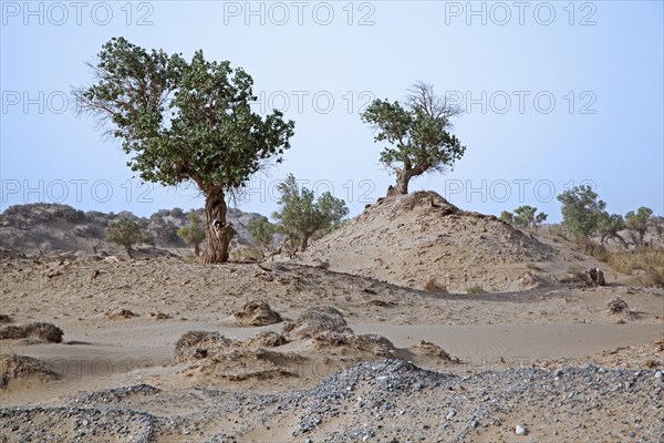 Euphrates Poplars