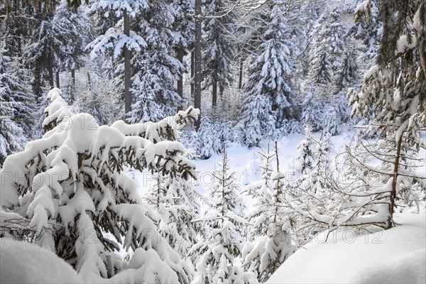 Branches of spruce trees laden with snow during snow shower in mixed forest in winter