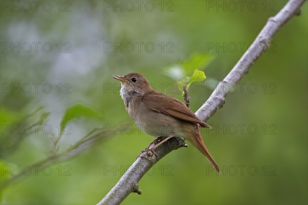 Singing common nightingale