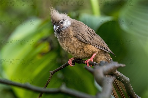 Speckled mousebird