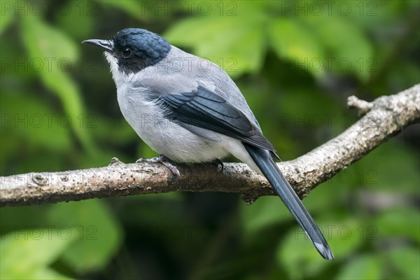 Black-headed sibia