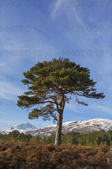 Solitary native Scots pine