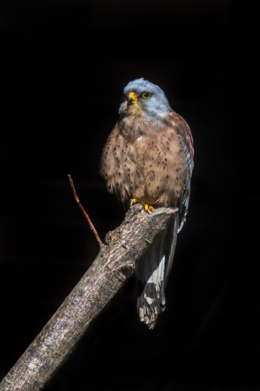 Lesser kestrel