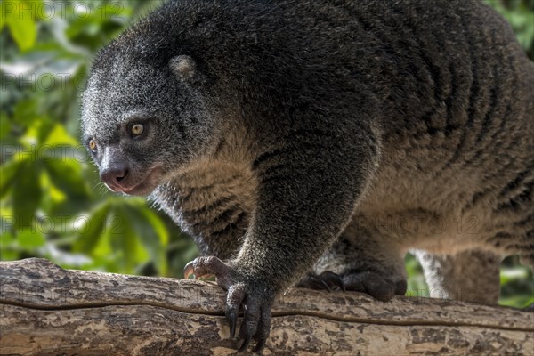 Sulawesi bear cuscus