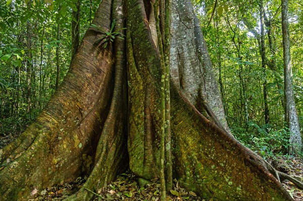 Buttress roots of telephone tree in tropical rainforest