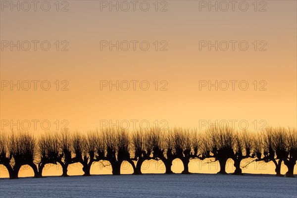 Row of pollarded European lime trees