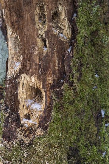 Several holes in tree trunk hammered by woodpecker looking for grubs in dead wood in forest