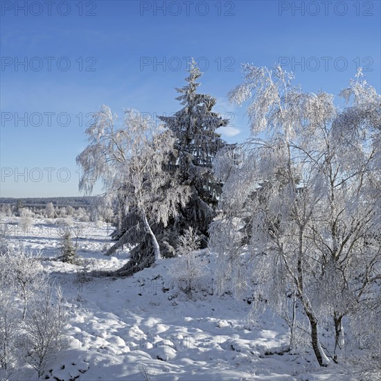 Norway spruce