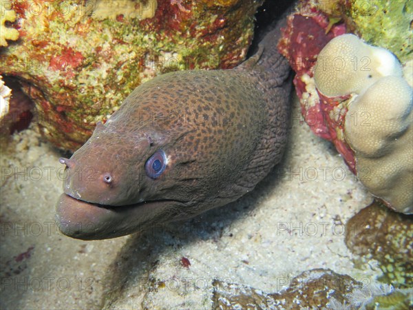 Giant Moray