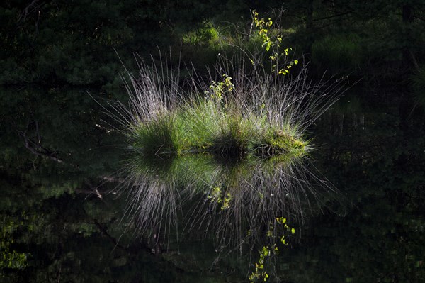 Tussock of purple moor grass