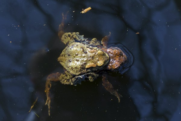 Common toad