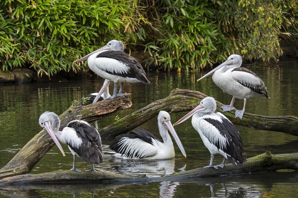 Australian pelicans