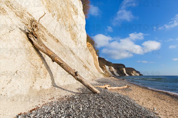 Eroded white chalk cliffs and driftwood on pebble beach in Jasmund National Park on Rugen Island in the Baltic Sea