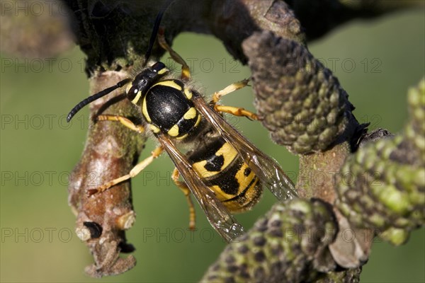 German wasp