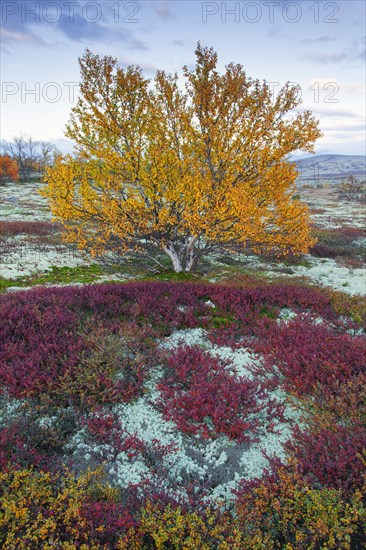 European white birch