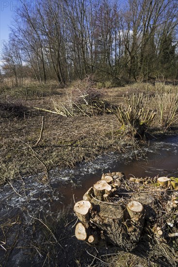 Trimmed willow trees and bundles of cut wood