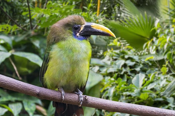 Blue-throated toucanet