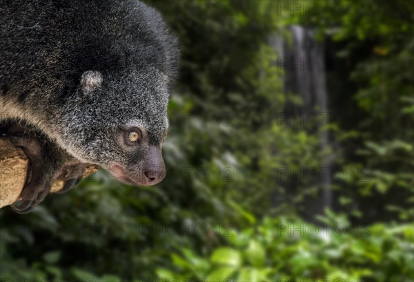 Sulawesi bear cuscus