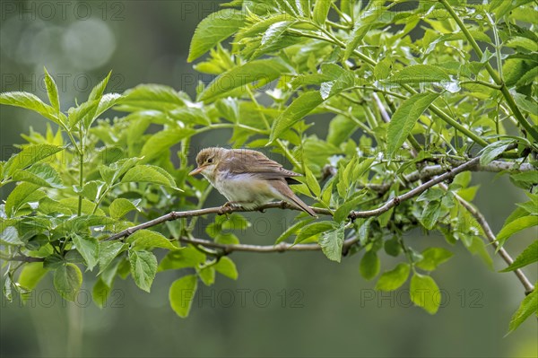 Marsh warbler