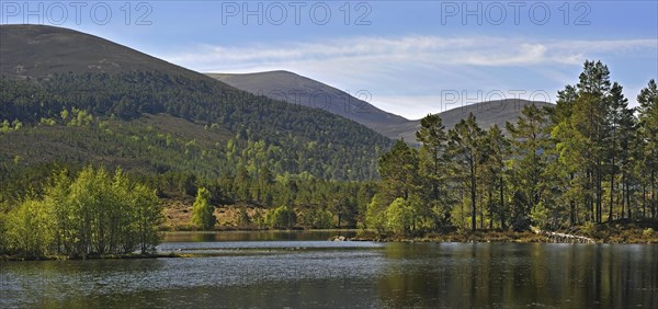 Scots pine