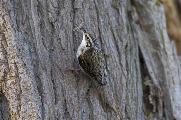 Eurasian treecreeper