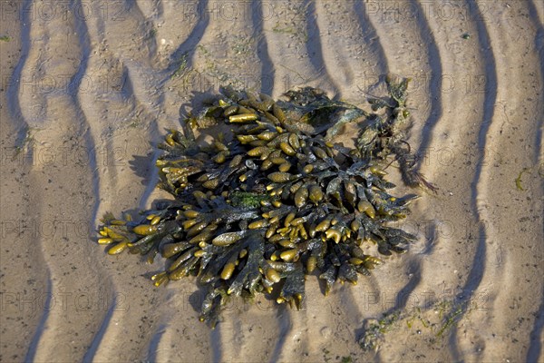 Bladder wrack