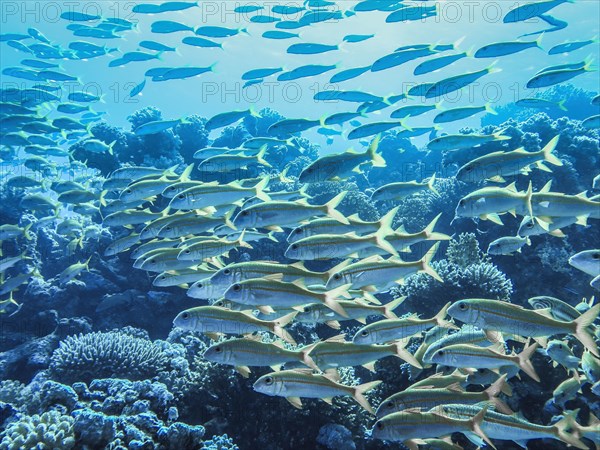 Shoal of yellow snapper fish