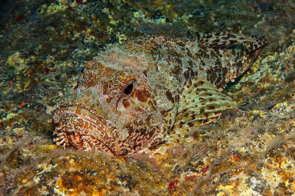 Red scorpionfish