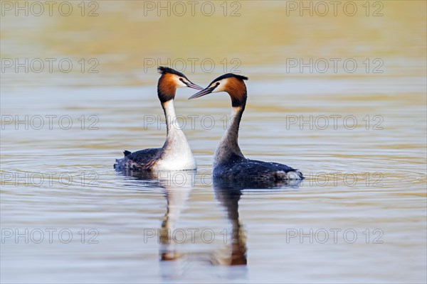 Great crested grebe