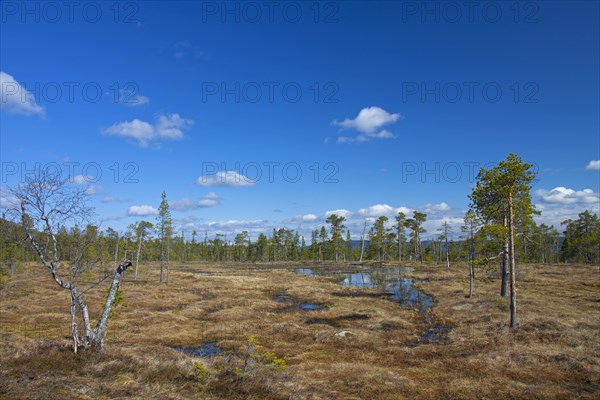 Moorland at the Fulufjaellet National Park