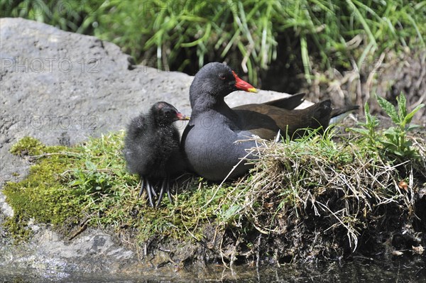 Common Moorhen