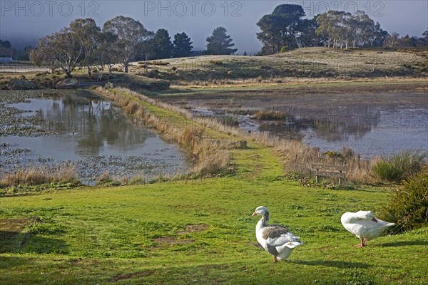 Geese in wildlife sanctuary in Oatlands