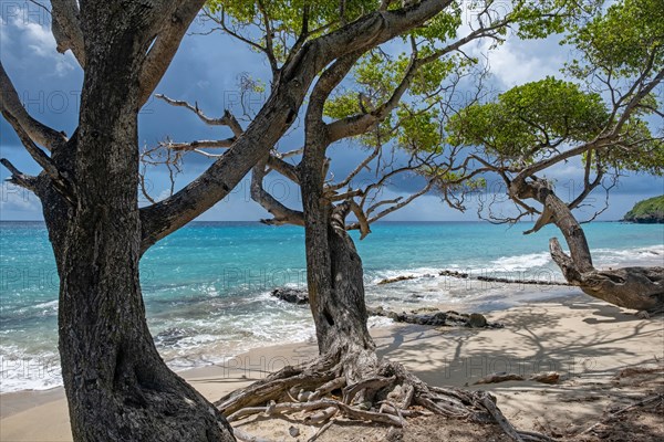 White sandy beach with twisted juniper trees on the island Bequia
