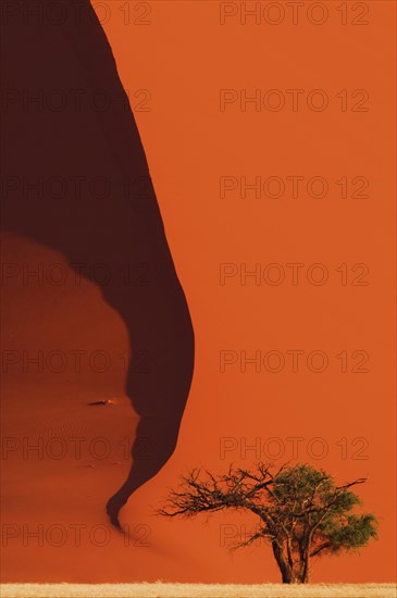 Tree in front of red sand dune of the Sossusvlei