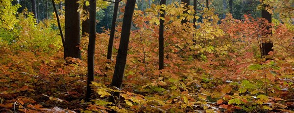 Northern red oak