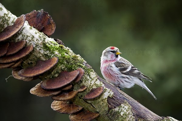 Common redpoll