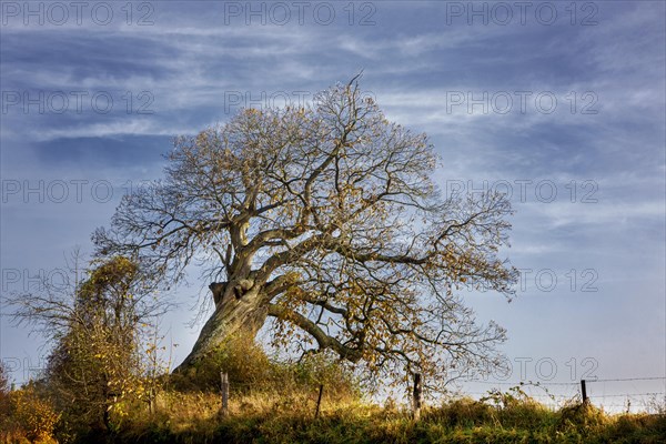 Old willow tree showing bare branches in autumn at Lince in the Belgian Ardennes