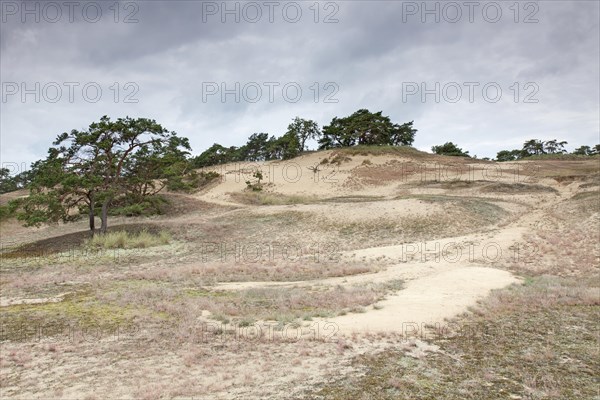 Scots pines in the Inland Dunes by Klein Schmoelen near the Elbe river