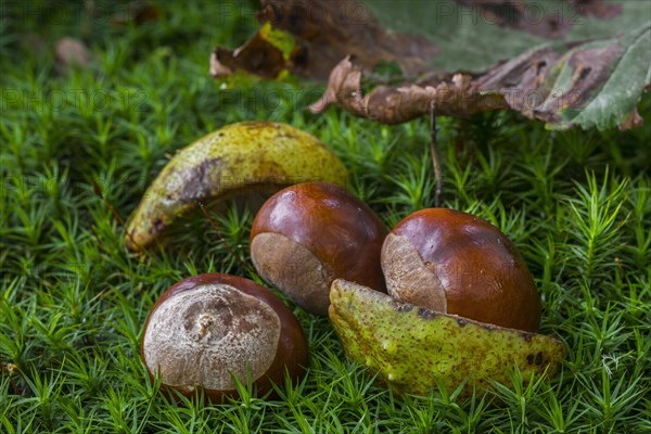 Fallen conkers