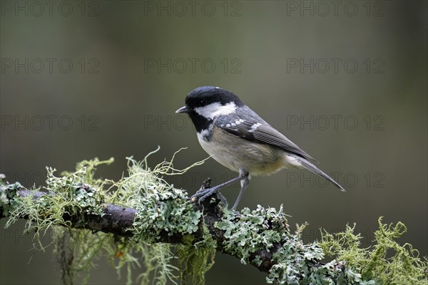 Coal tit