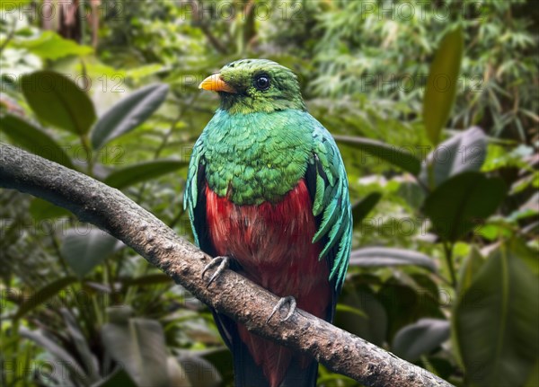 Golden-headed quetzal