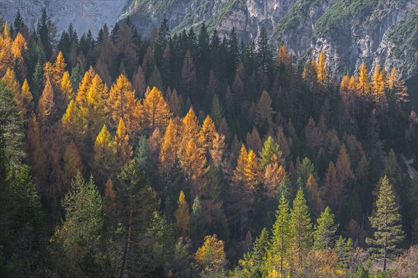 European larch