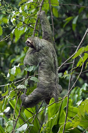 Brown-throated sloth