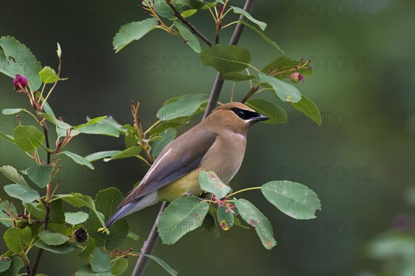 Cedar waxwing