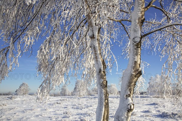 Downy birch