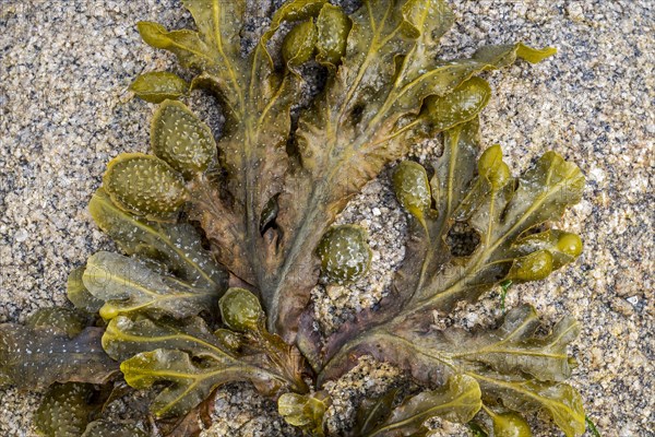 Spiral wrack