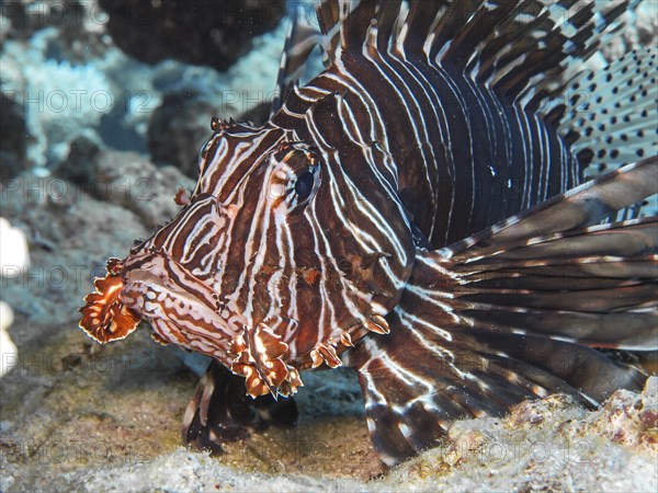 Pacific red lionfish